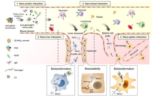 納米材料體內(nèi)行為研究新突破 國家納米中心在納米蛋白冠介導(dǎo)的轉(zhuǎn)運(yùn)與生物利用研究方法上取得重要進(jìn)展