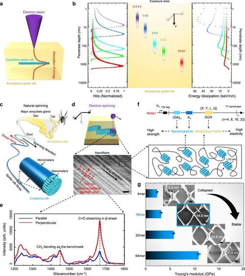 突破極限 中科院-上交大合作研發蜘蛛絲光刻膠，實現15納米三維電子束直寫